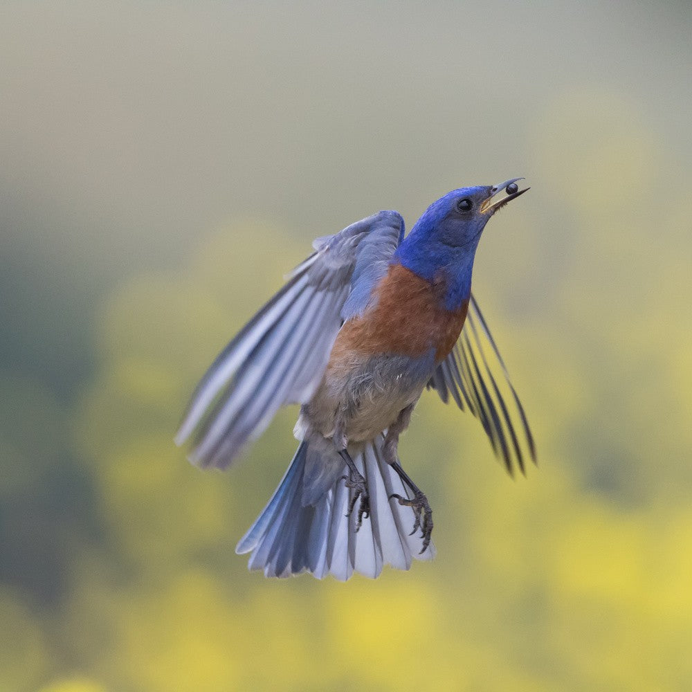blue bird in flight