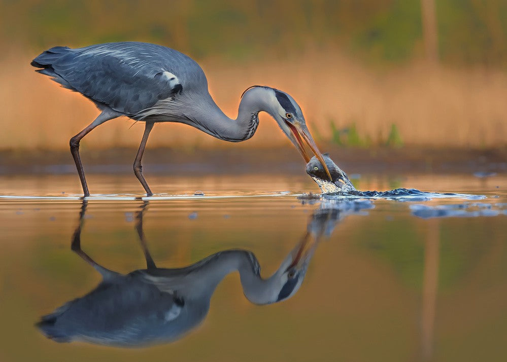 Breakfast at dawn