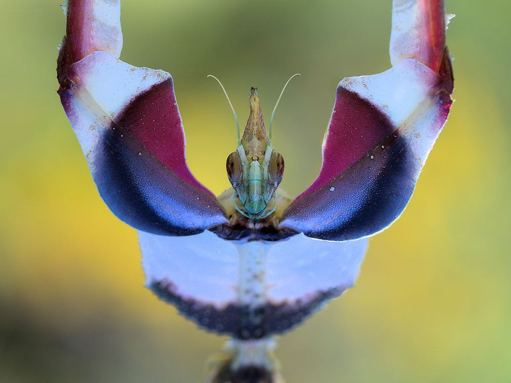 Devilish female
