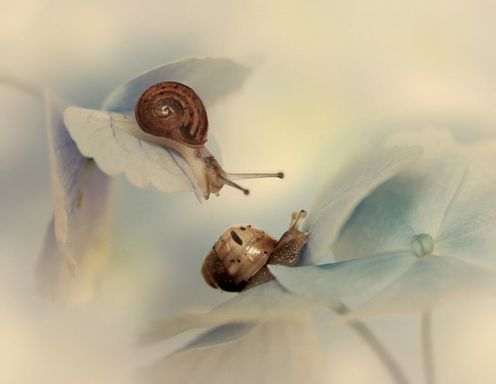 Snails