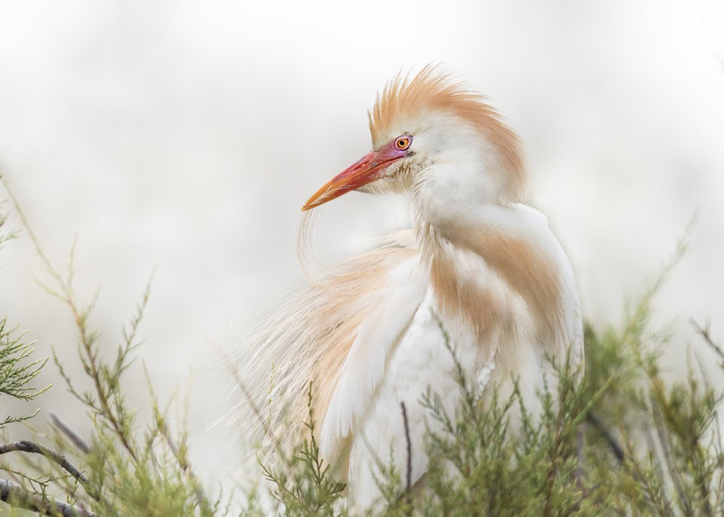 Bubulcus ibis