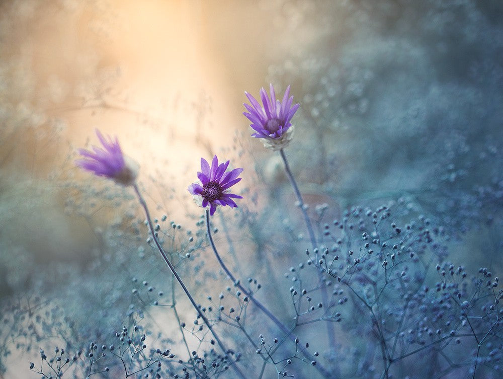 Summer Garden...