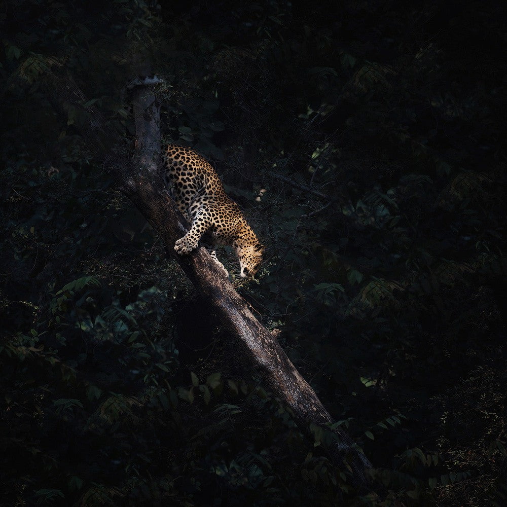 ghost and the darkness