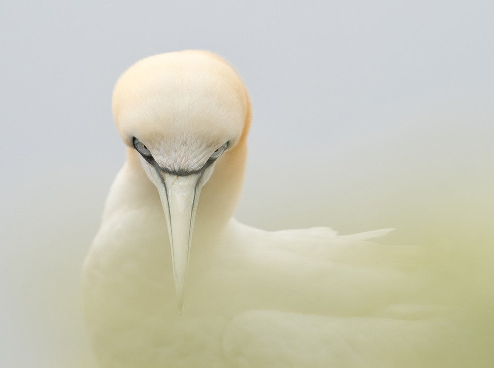 Looking at me