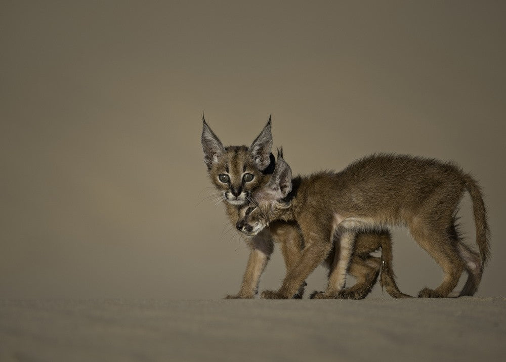 Caracal schmitzi