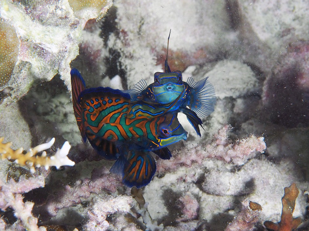 Mandarin Duo