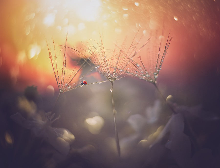 Sommertraum