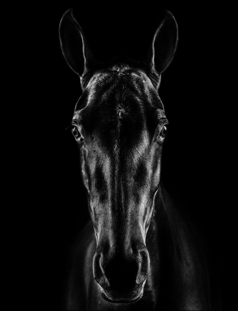 Le Cheval en Noir 15