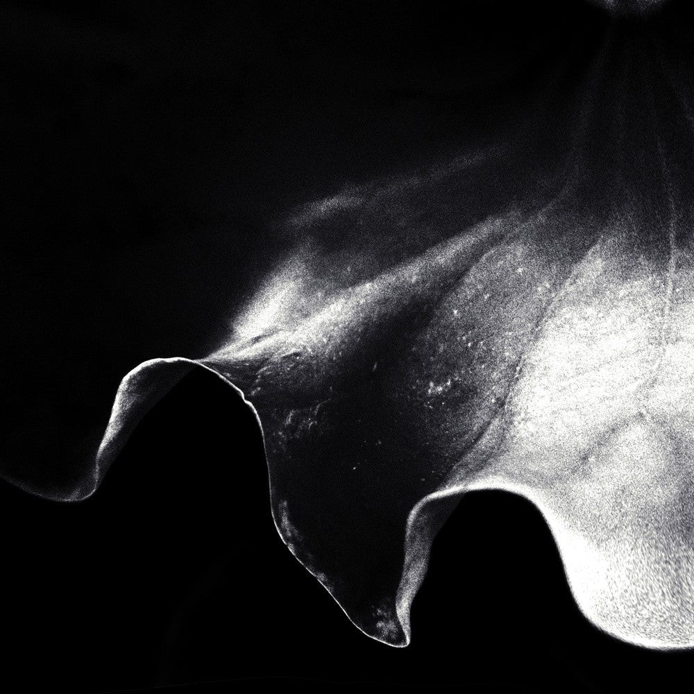 a kiss of light