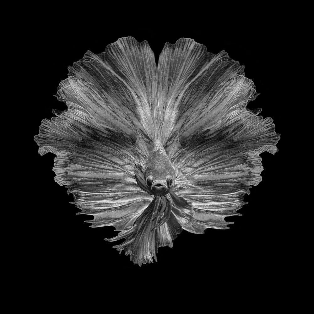 Die Blume des Schwanzes