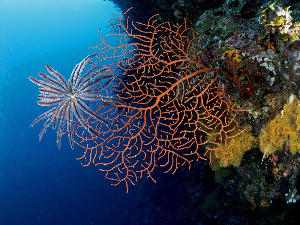 Gorgonia and a Criniod