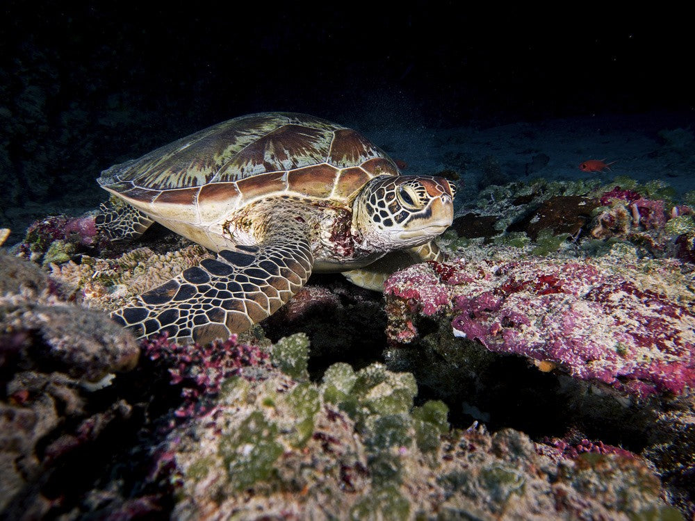 Green Turtle