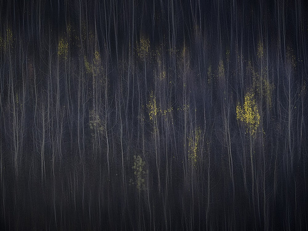 Herbstwald