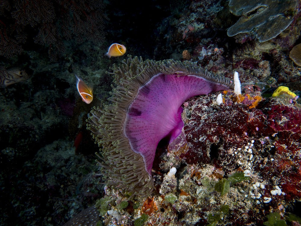 Pink Anemone