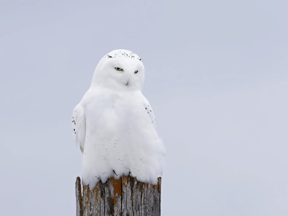 Snowy Owl - The Ghost