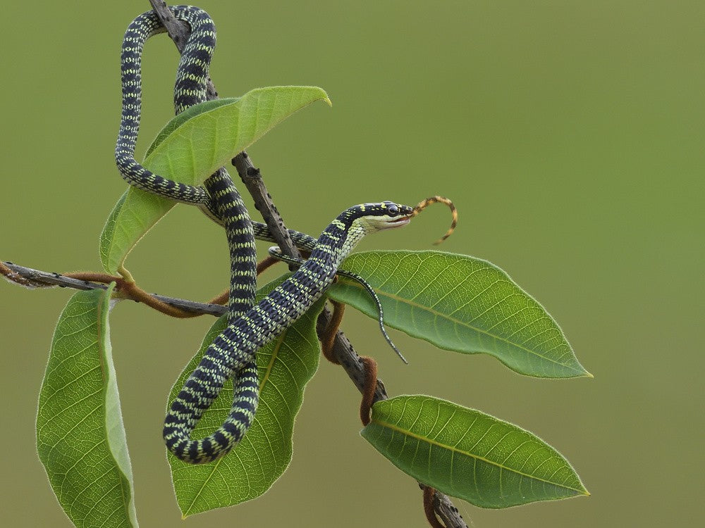Chrysopelea ornata