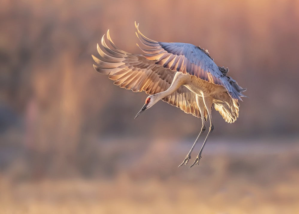 Ready for landing