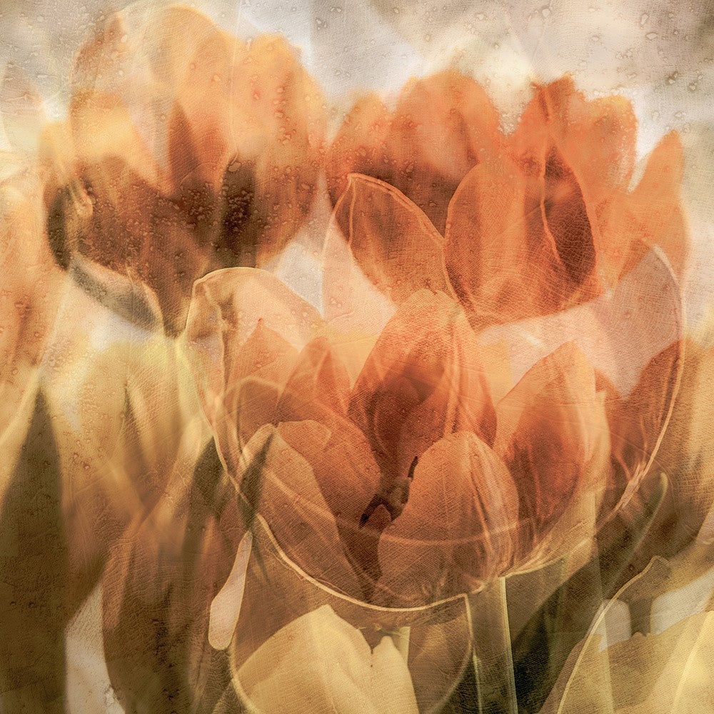 Tulpen