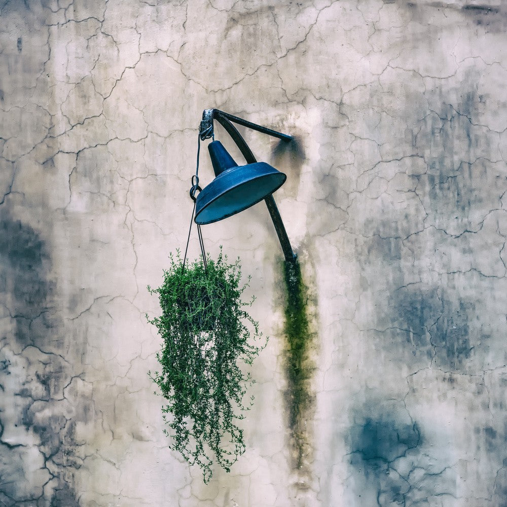 Wall