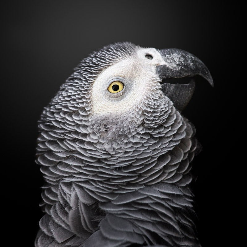Das Farbenfrohe Grau