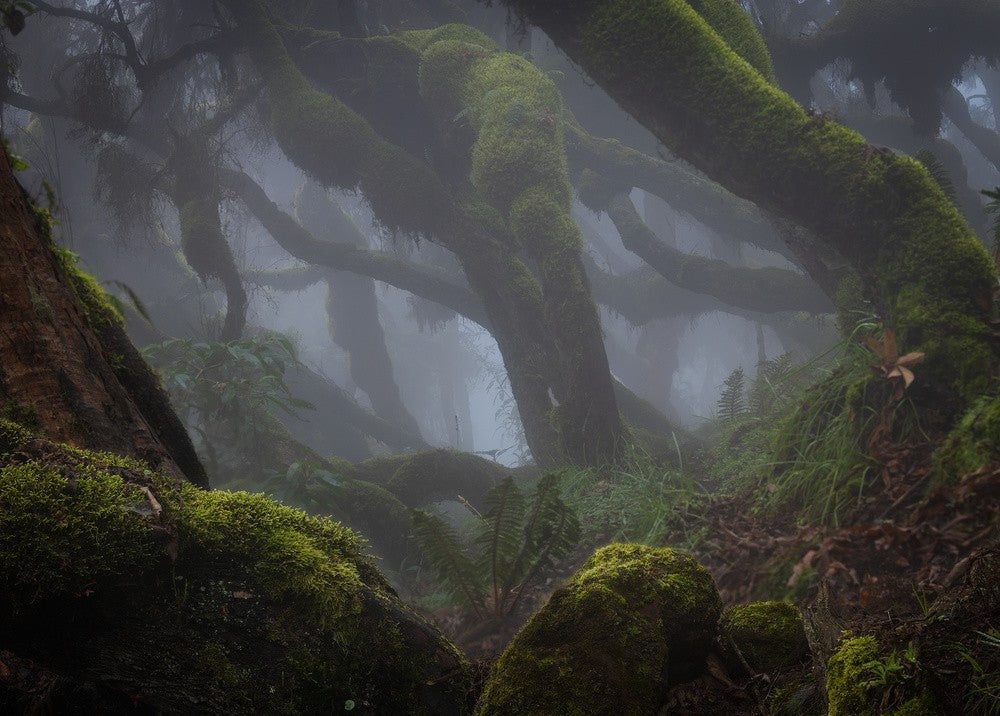 Harenna Forest