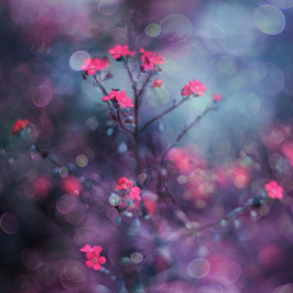 One day I saw flowers singing...