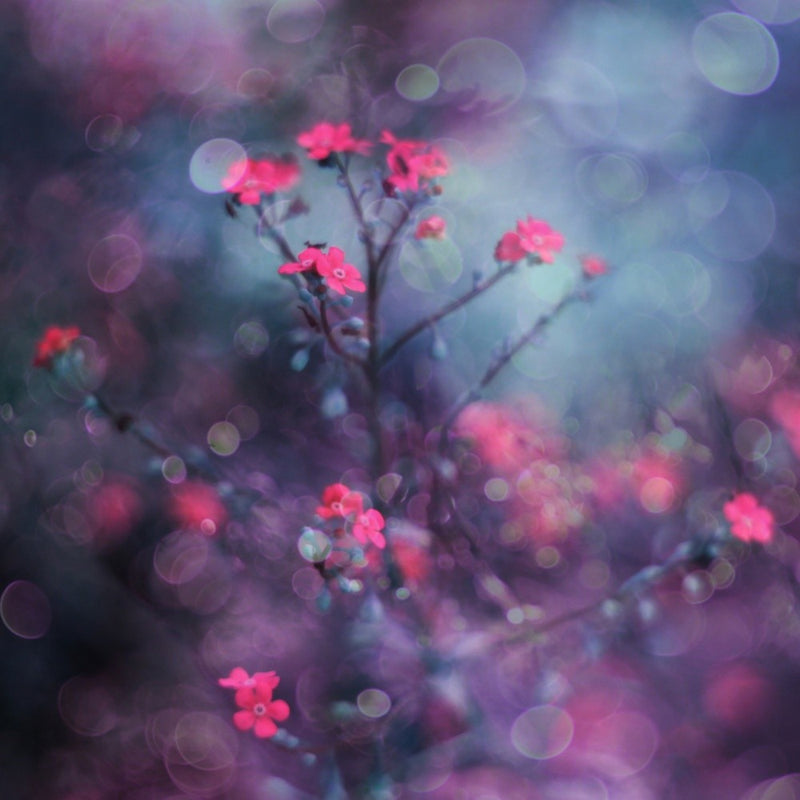 One day I saw flowers singing...
