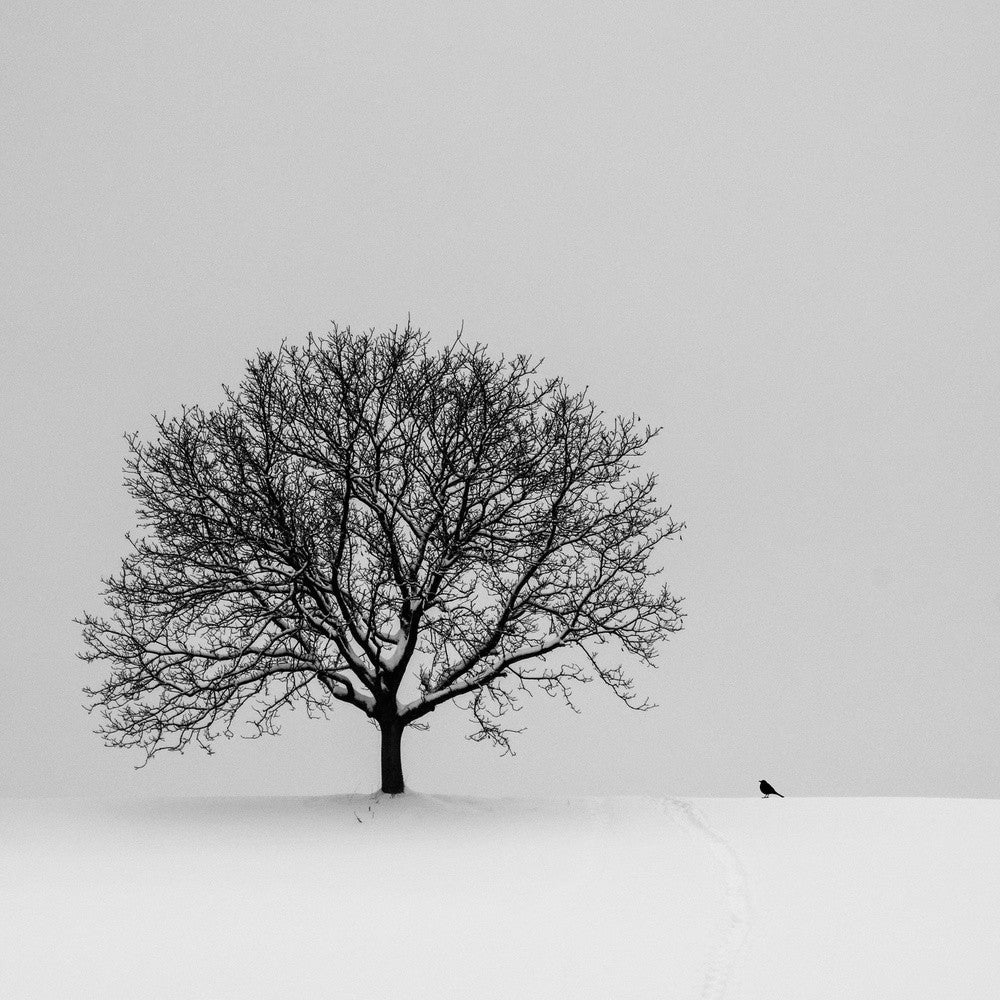 the black bird