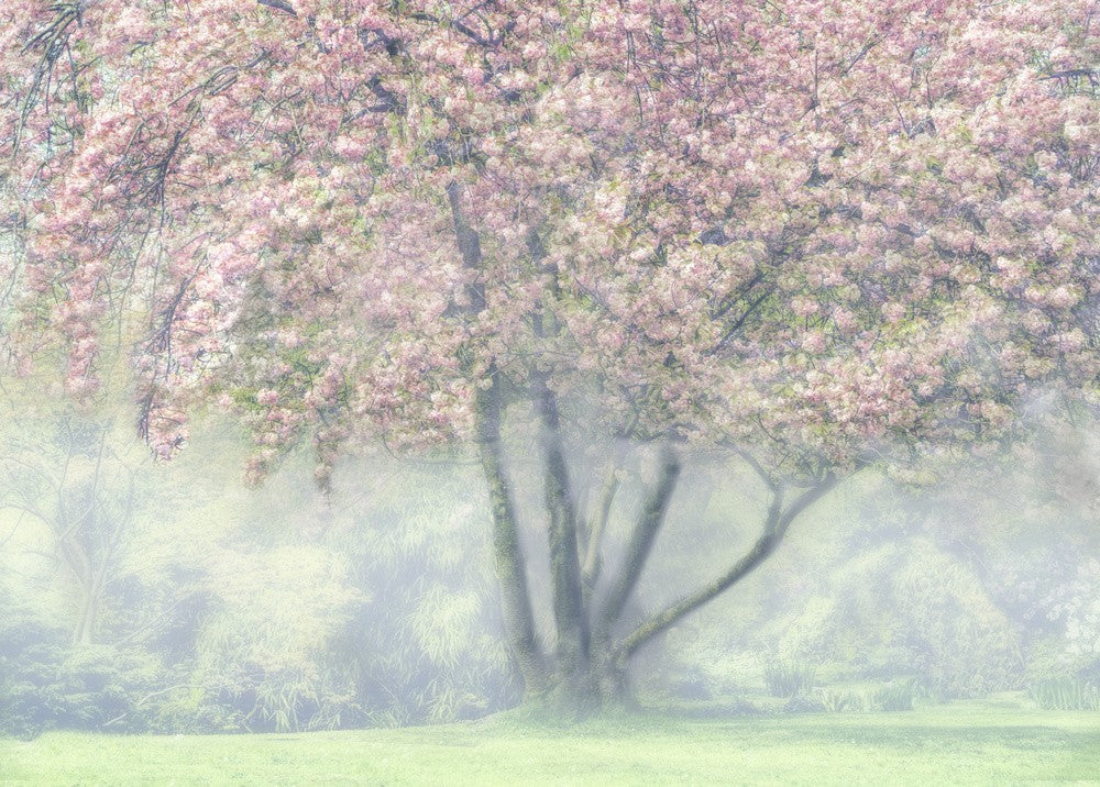 Foggy Cherry Blossom