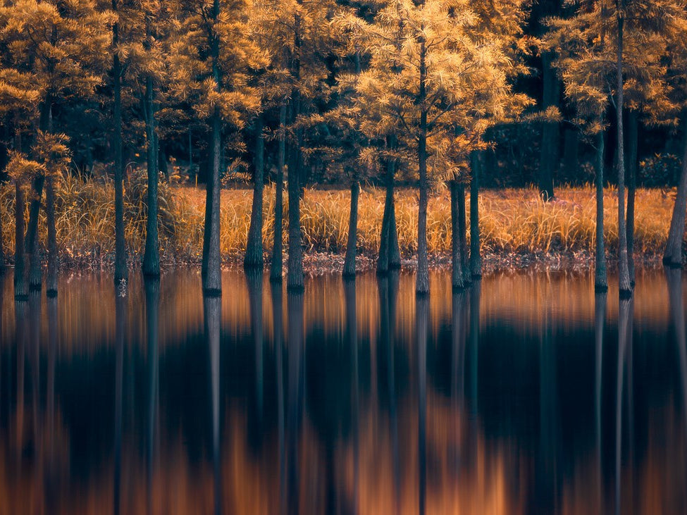 Trees in the Water