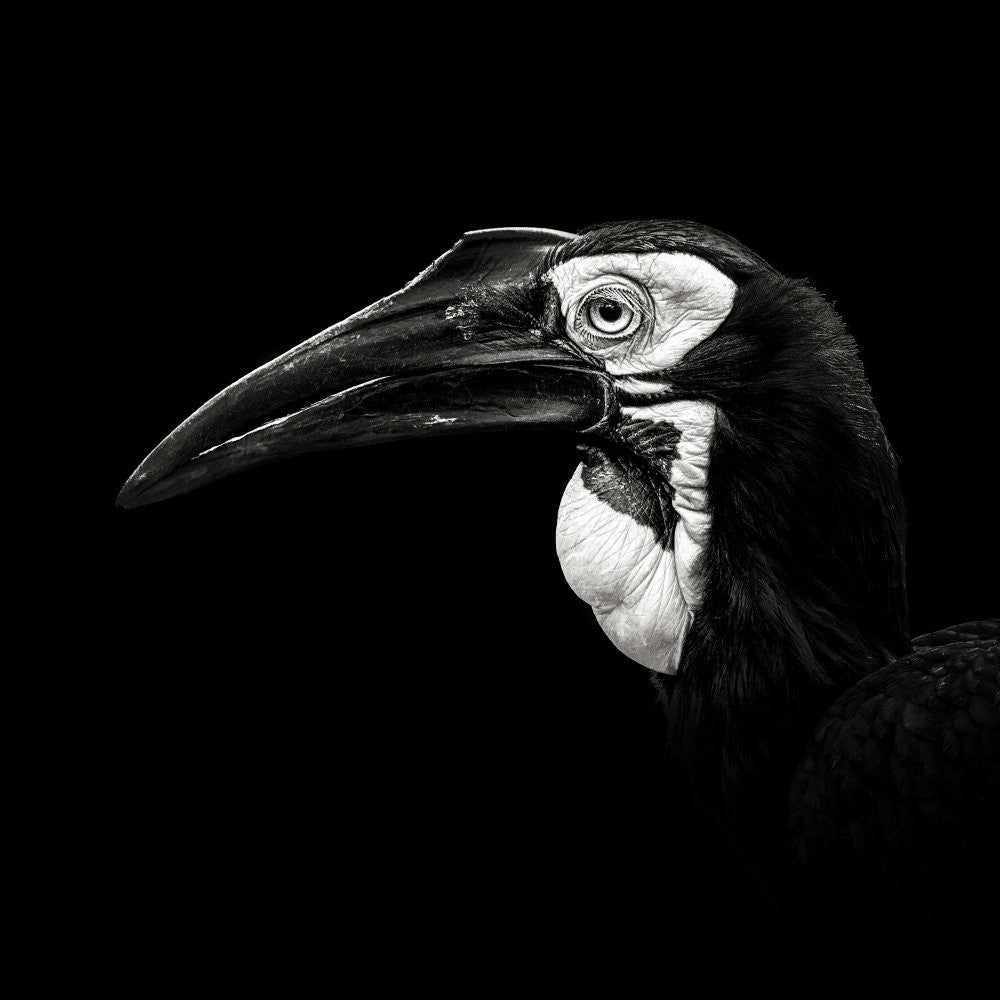 Southern Ground Hornbill