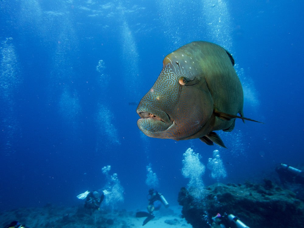King of the Reef