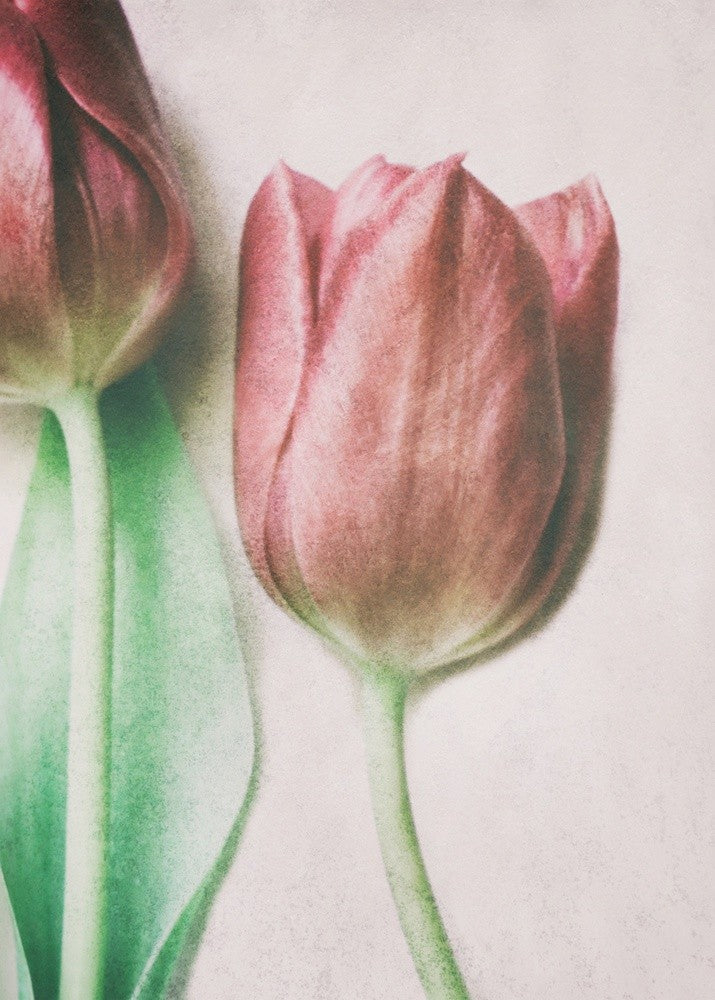 Les Amants du Printemps