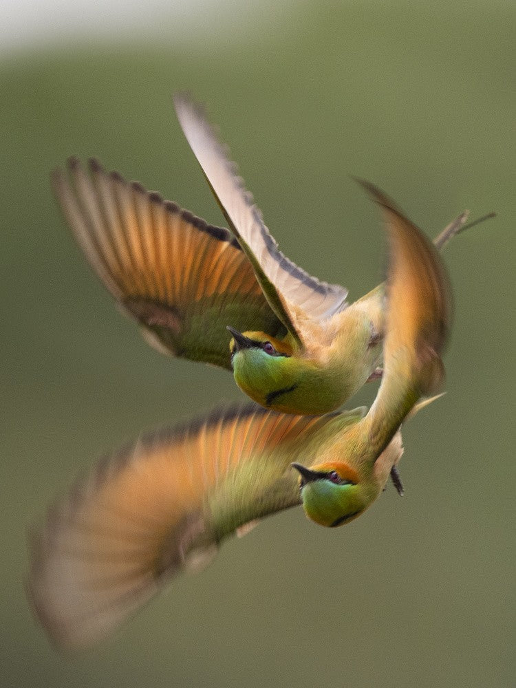 Bee-eater
