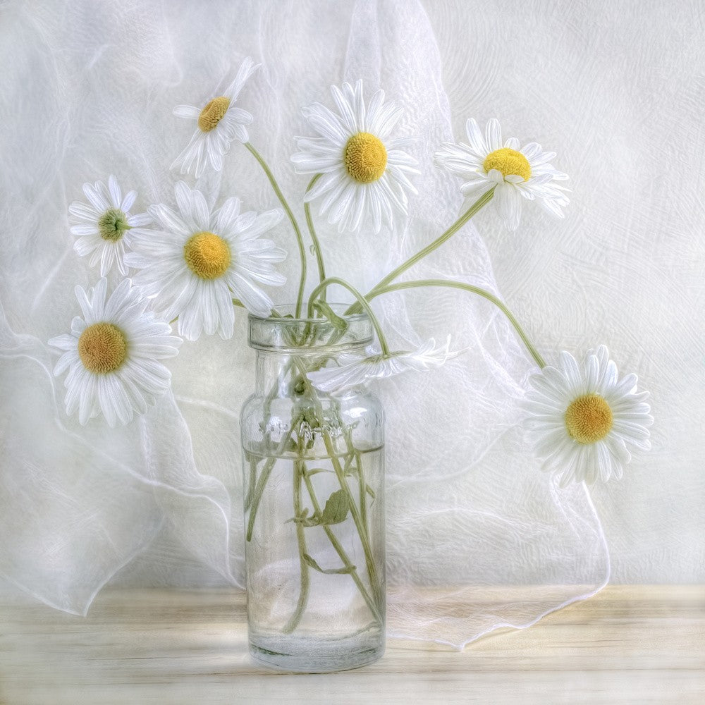 Daisies