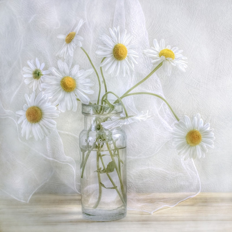 Daisies