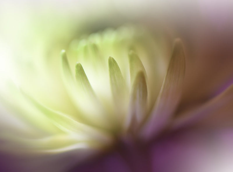 Dance in the Light..