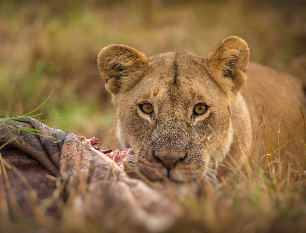MARA LIONESS