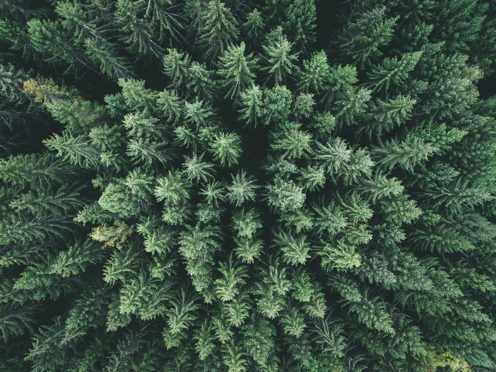 Moody forest from above