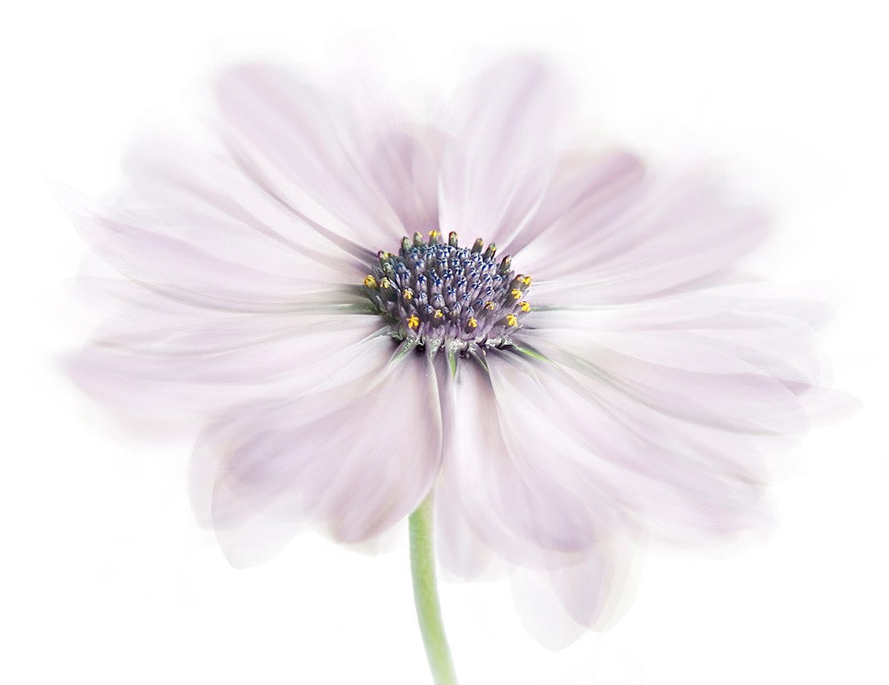 Cape Daisy