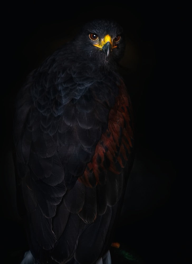 Harris's hawk portrait