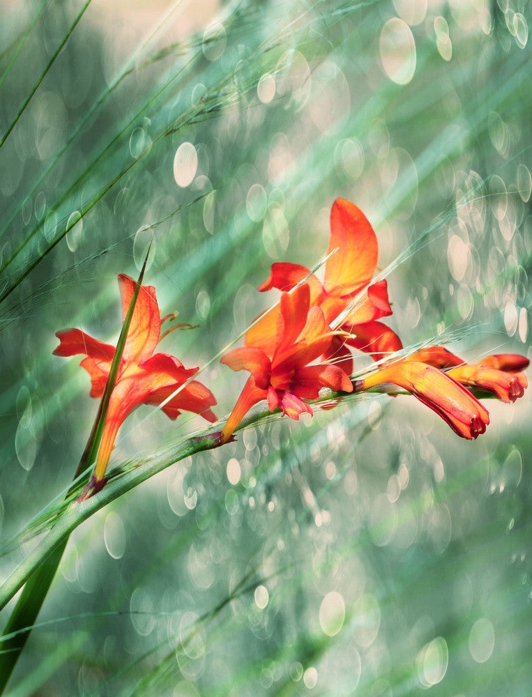  In the rain of light