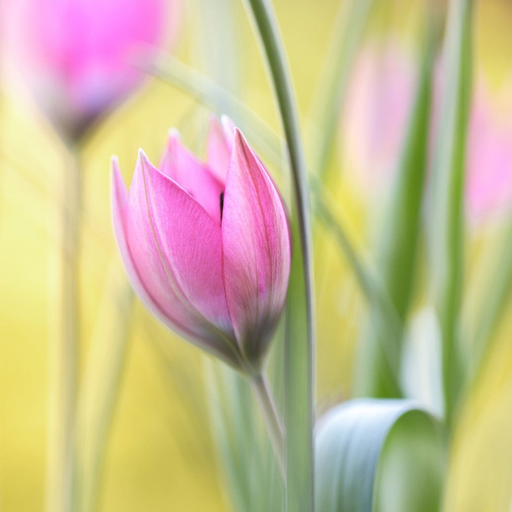 Tulip