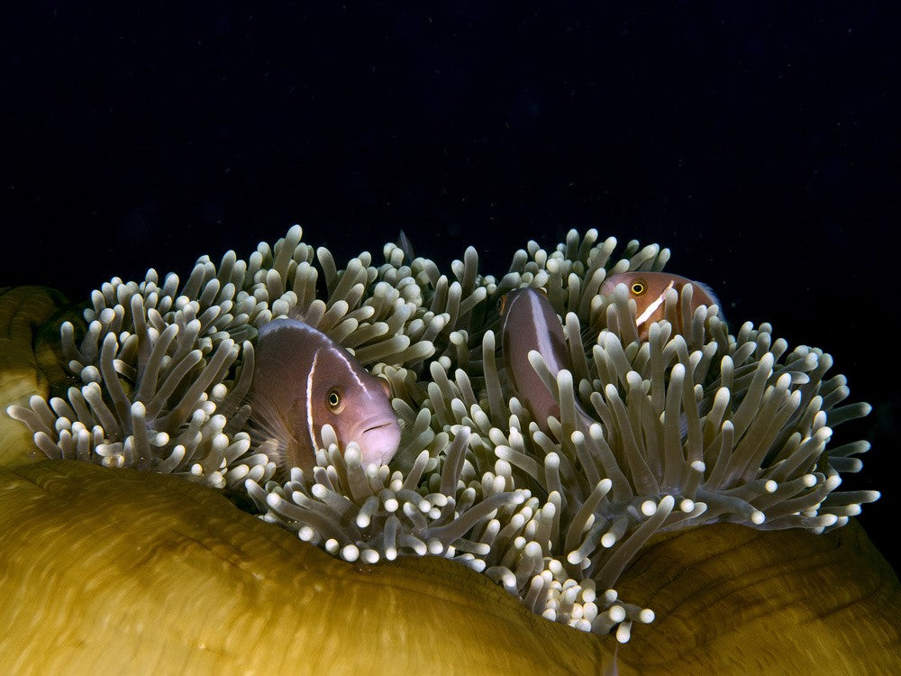 Skunk Anemonefish