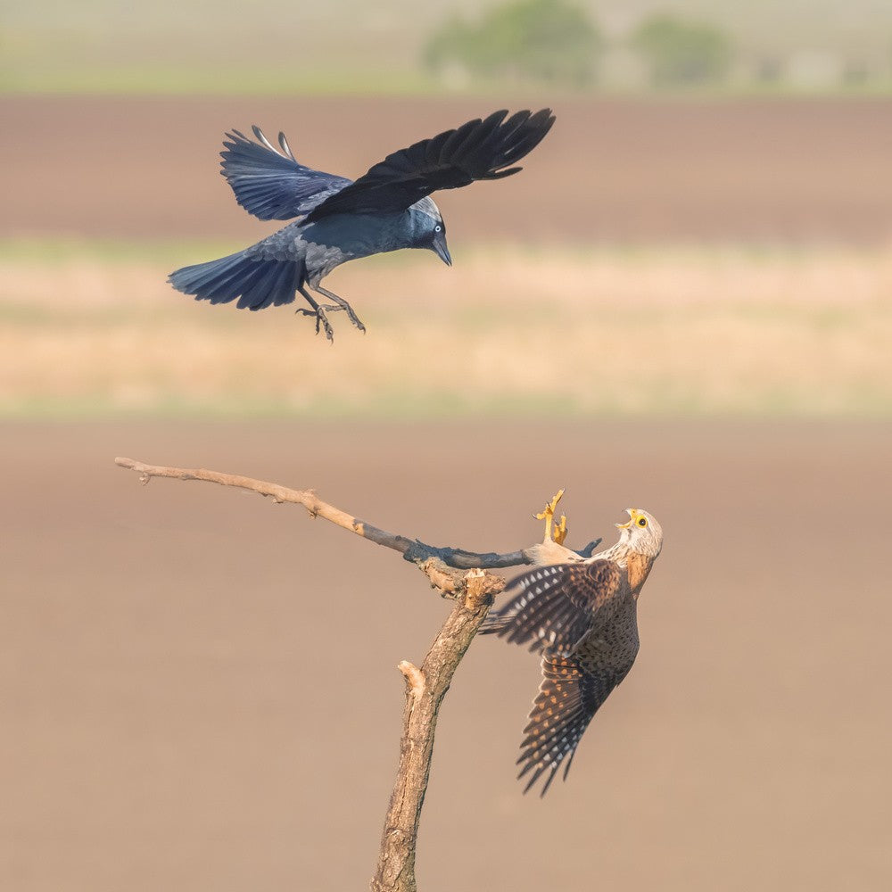 Jackdaw fighting with falcon