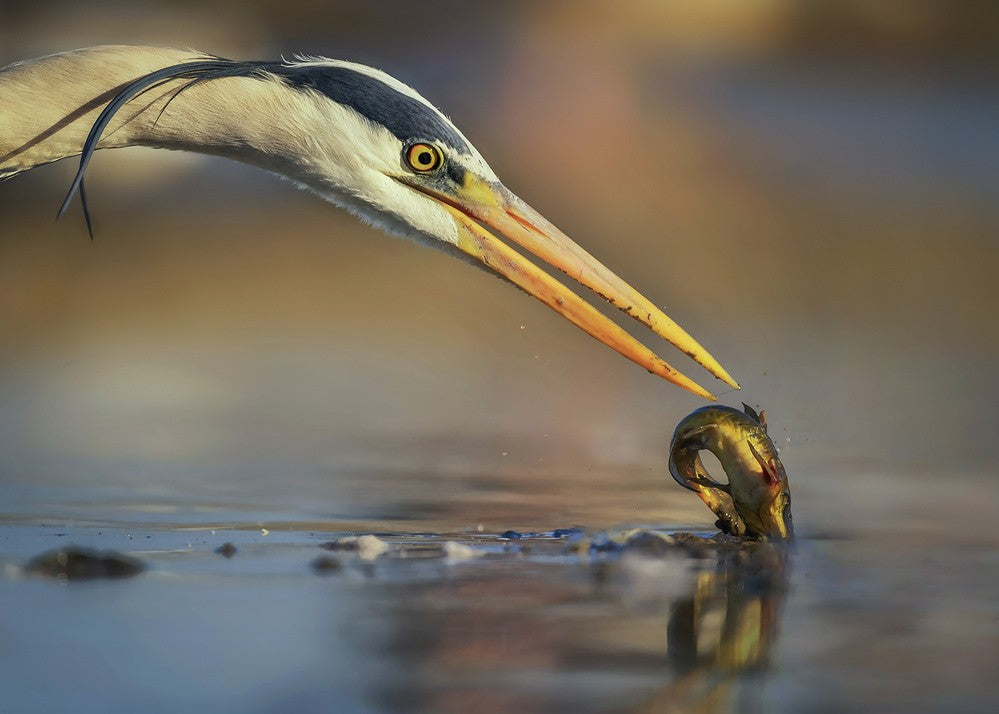 Fishing