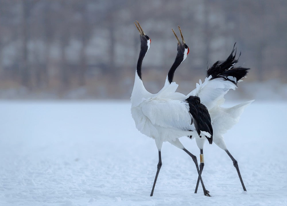 Red -crowned Crane singing  together