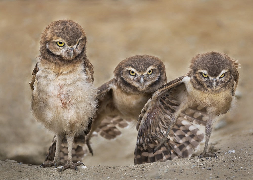 Angry babies