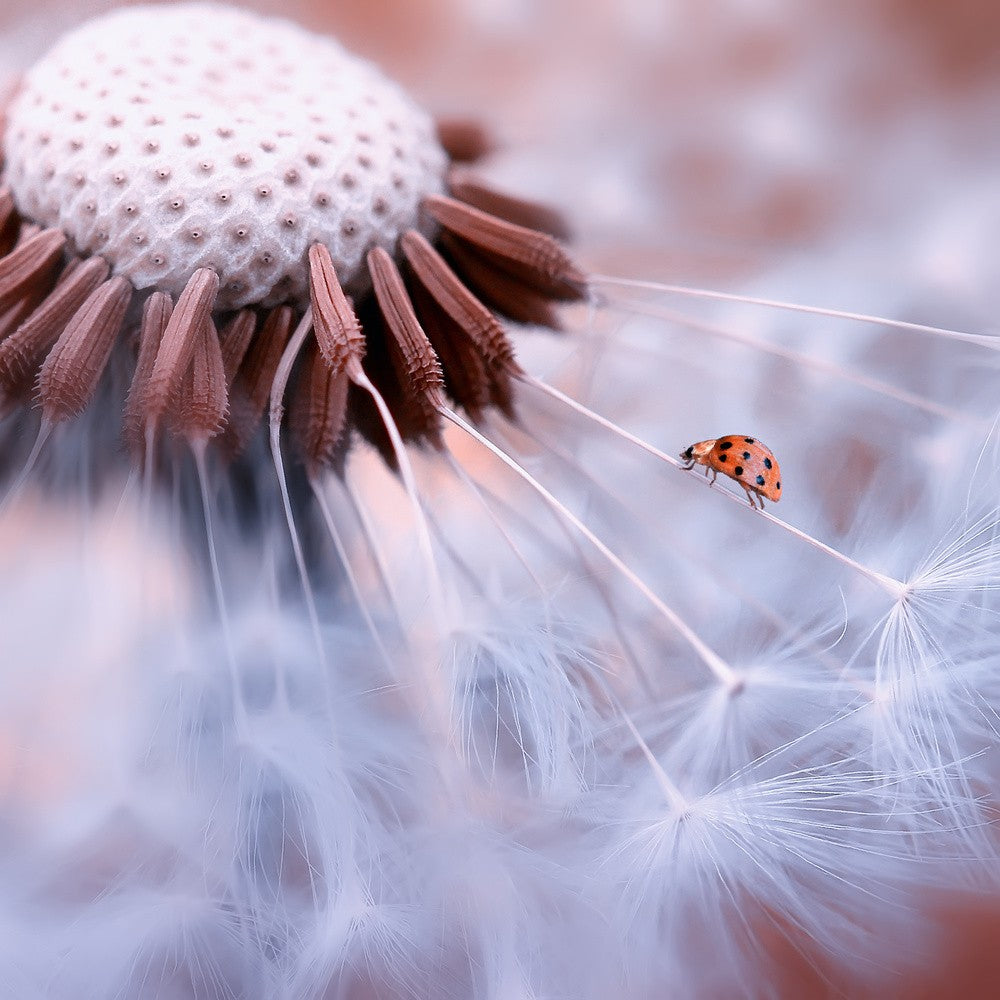 Ladybug on the mushrooms