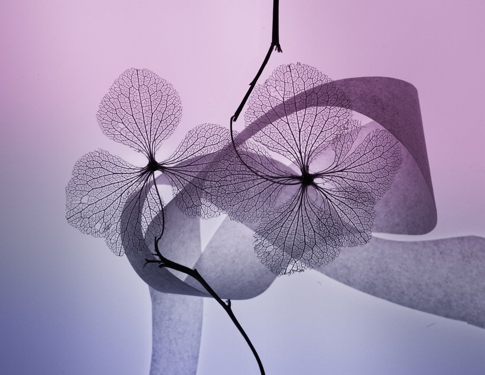 Hydrangea
